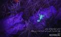 فروش انواع چراغ قوه یووی uv