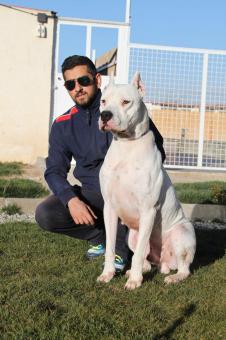 فروش داگو آرژانتينو نر بالغ اصلحه سرد