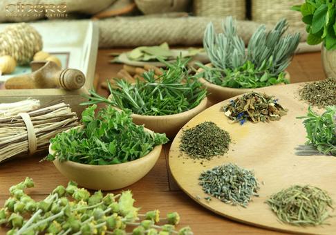 فروش نشاء گیاهان دارویی